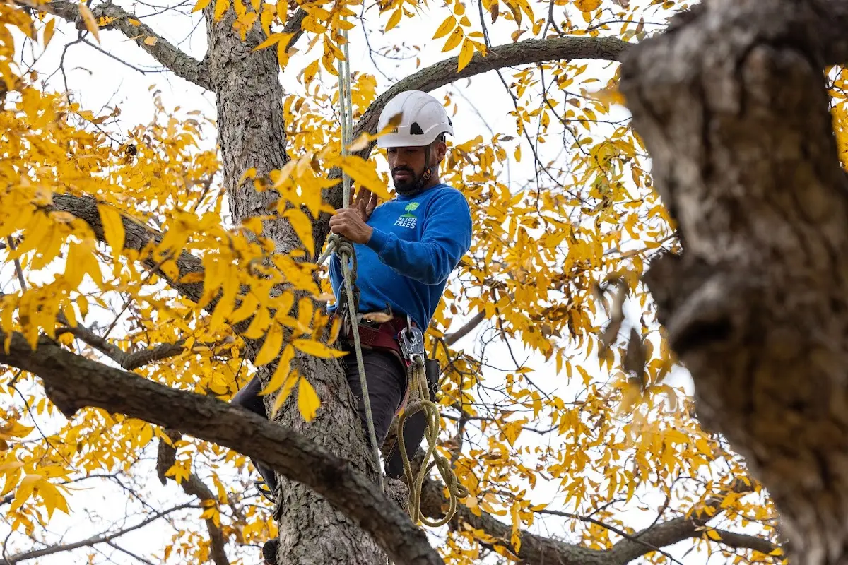 Skilled Tree Pruning crew working in Dayton