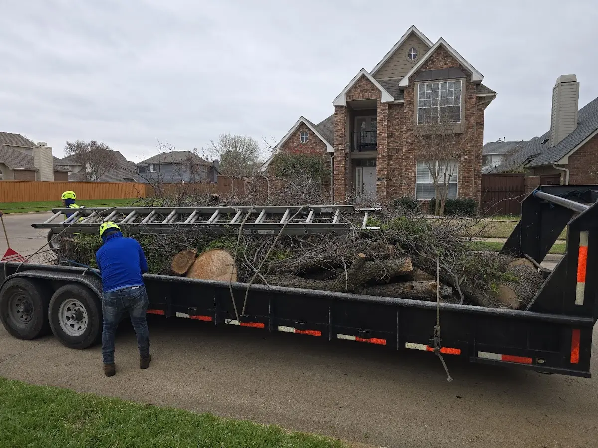 Expert Tree Removal with proper safety equipment in Dayton